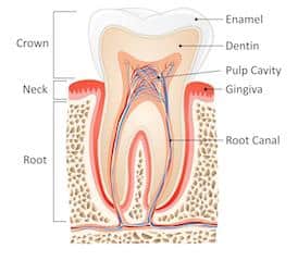 Anatomical cross-section diagram of tooth structure showing crown, root, pulp cavity, dentin, enamel, and root canal.